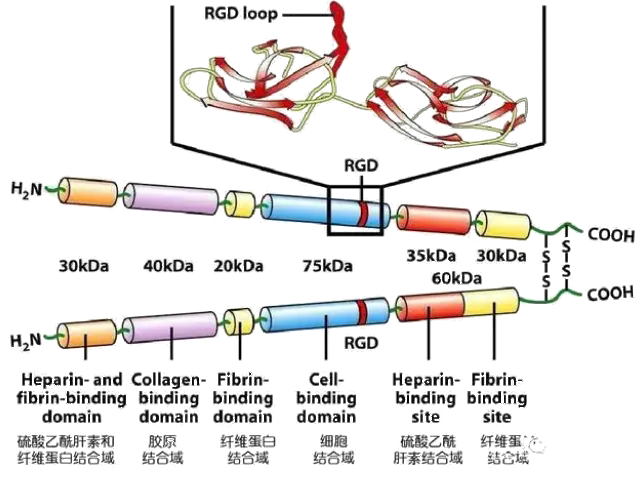 纤连蛋白（FN）的认识和应用