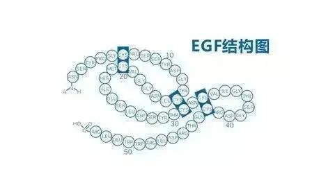 EGF的完美替代者